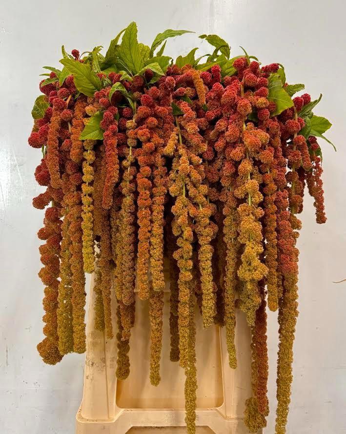 10x Amaran.hang coral fountain 80cm