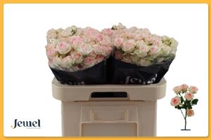 10x Rosa happy wedding 60cm