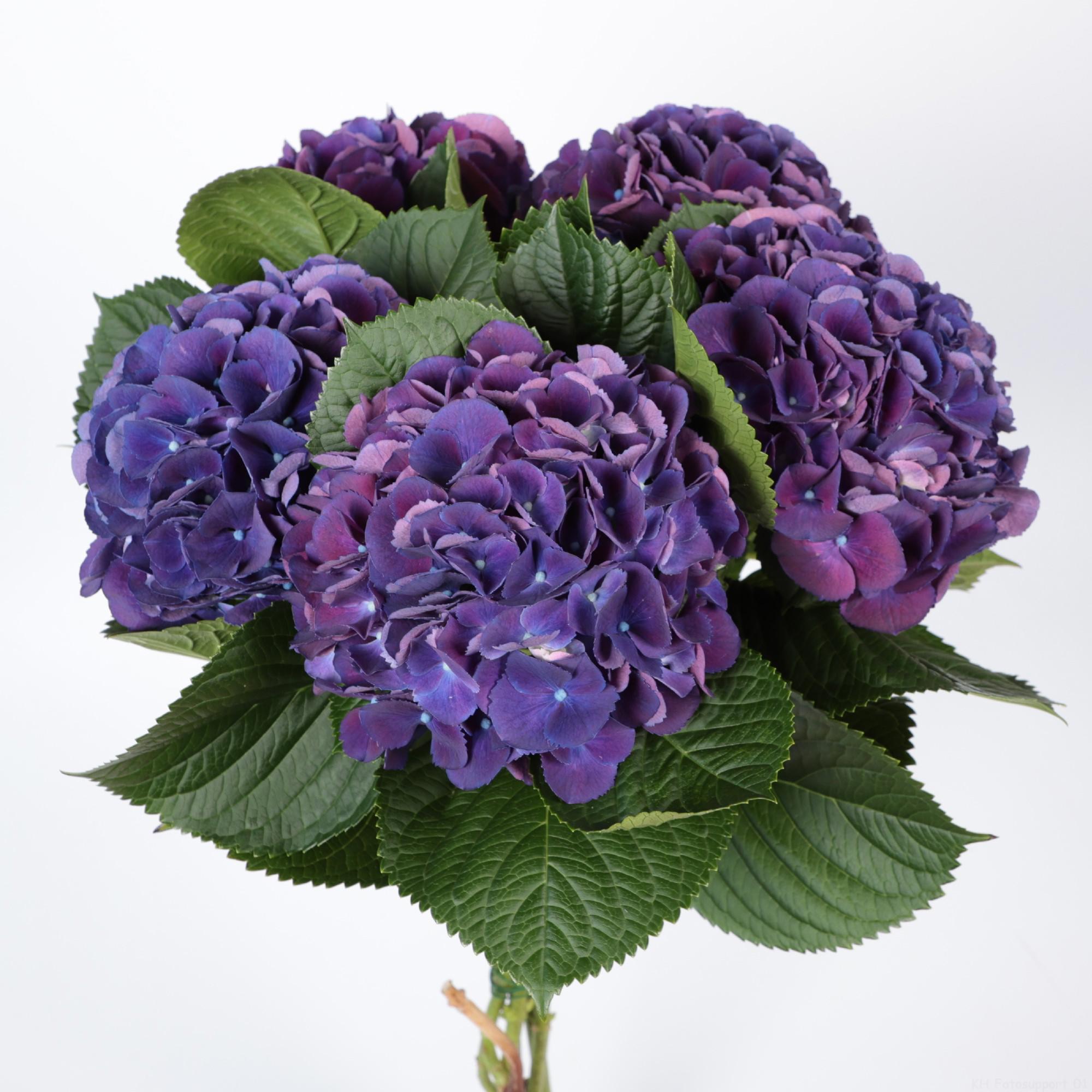 10x Hydr.royal king 60cm
