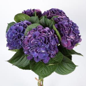 10x Hydr.royal king 50cm