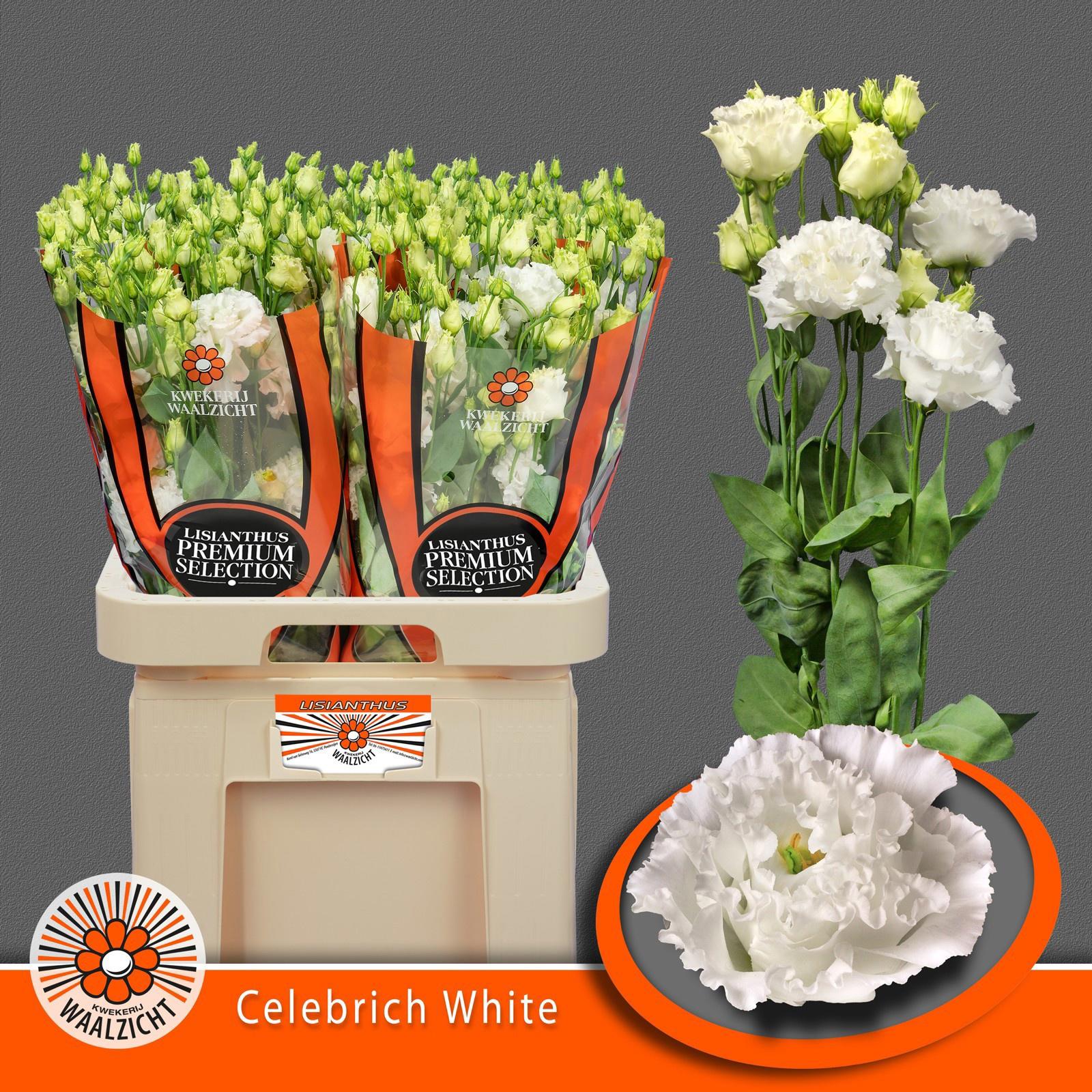10x Eust.celebrich white du 70cm