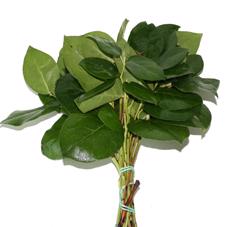 25x Sg salal air mini
