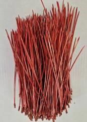 5x Ko pinus strobus naalden rood 10cm