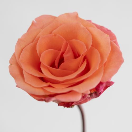 10x Rosa unicorn 40cm