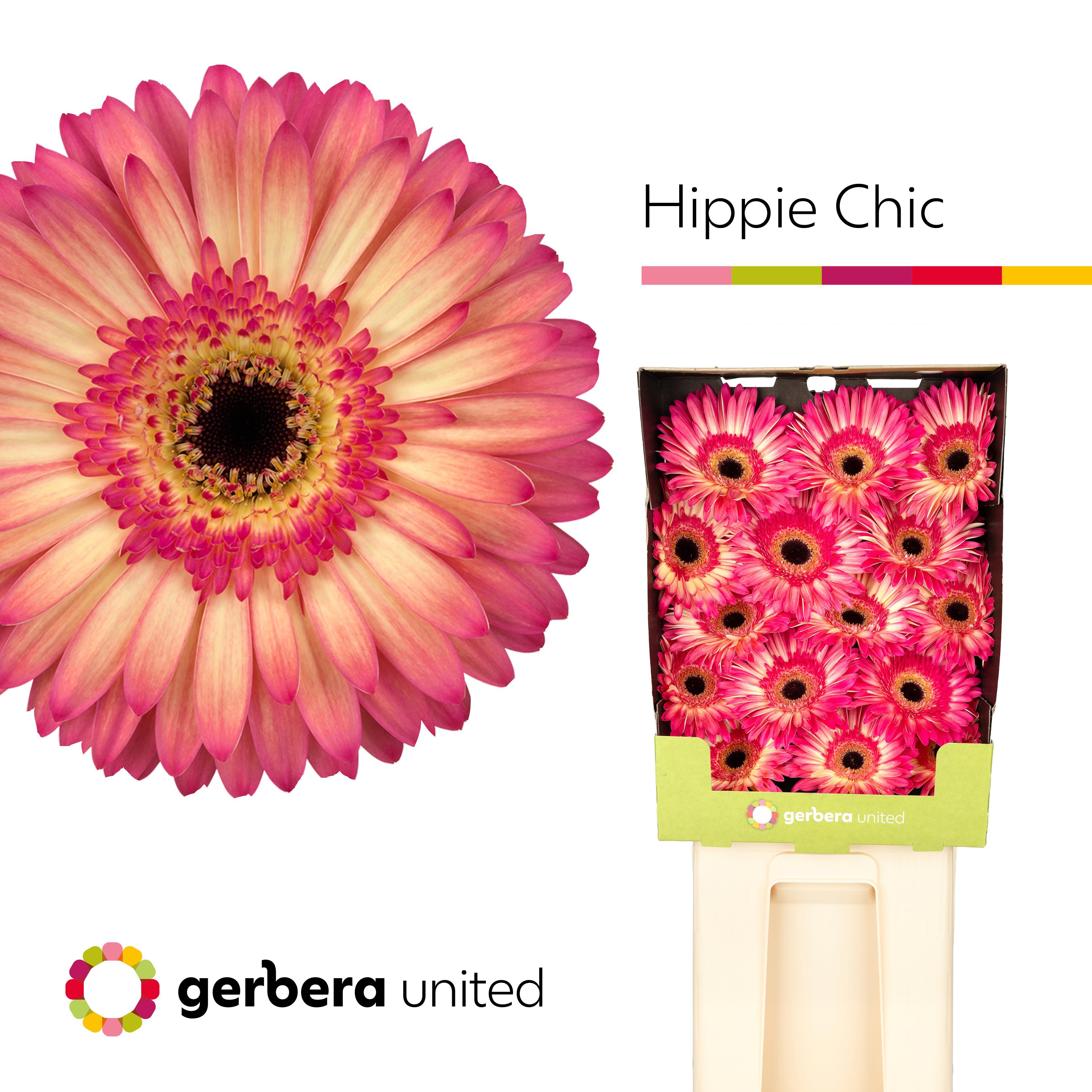 15x Gerb.hippie chic 70cm