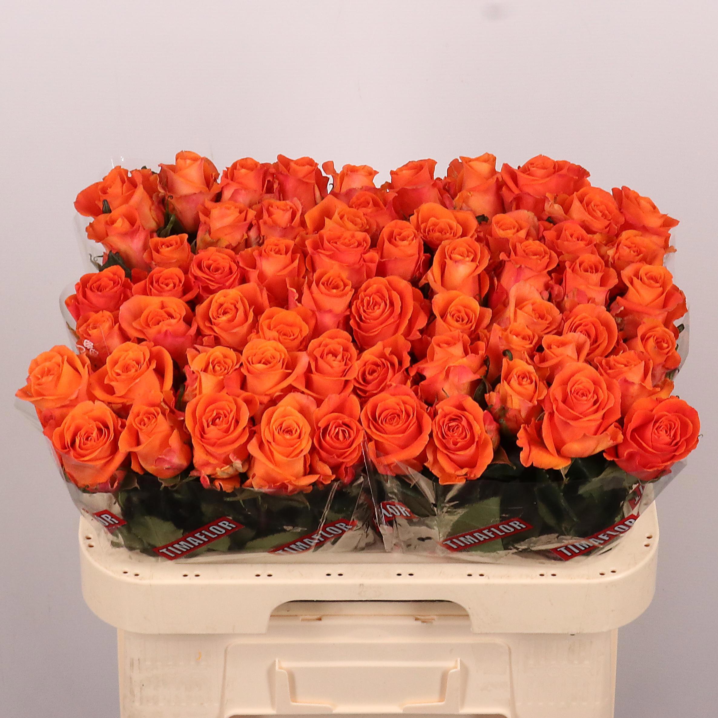 20x Rosa on fire 60cm