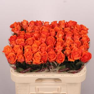 20x Rosa on fire 60cm