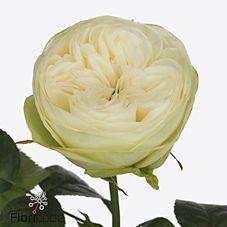 10x Rosa marble arch 50cm