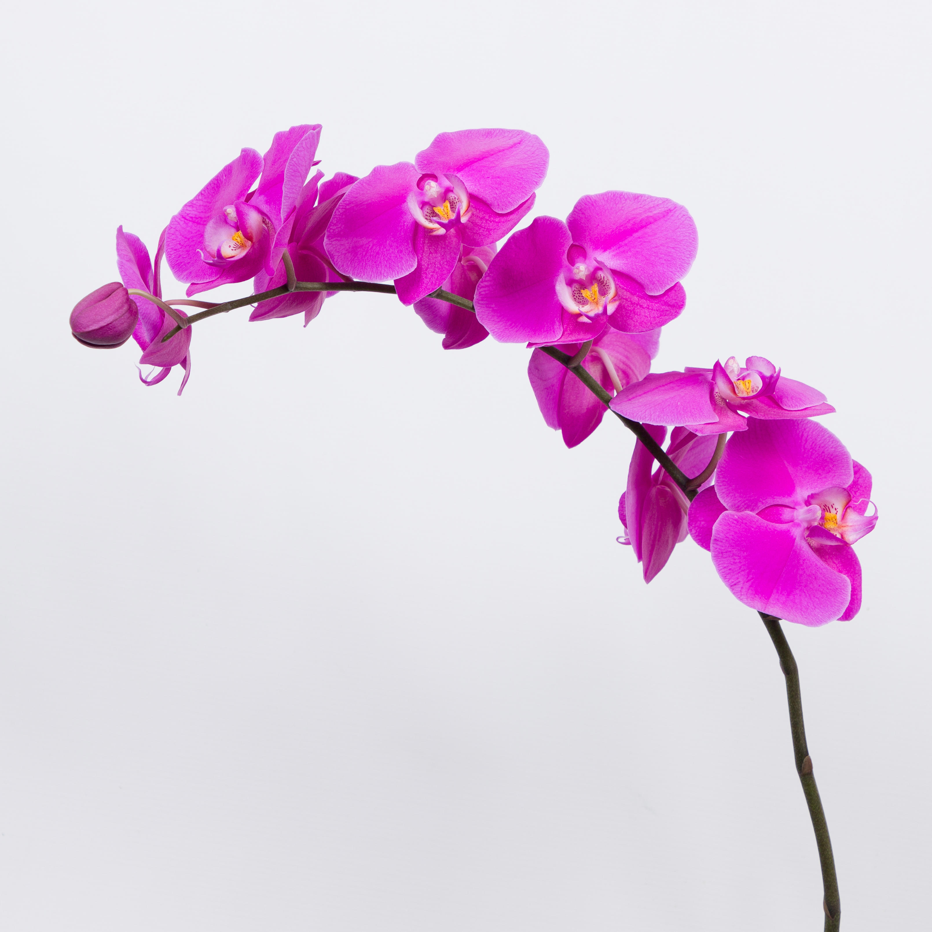 15x Phal.buffalo tak 50cm