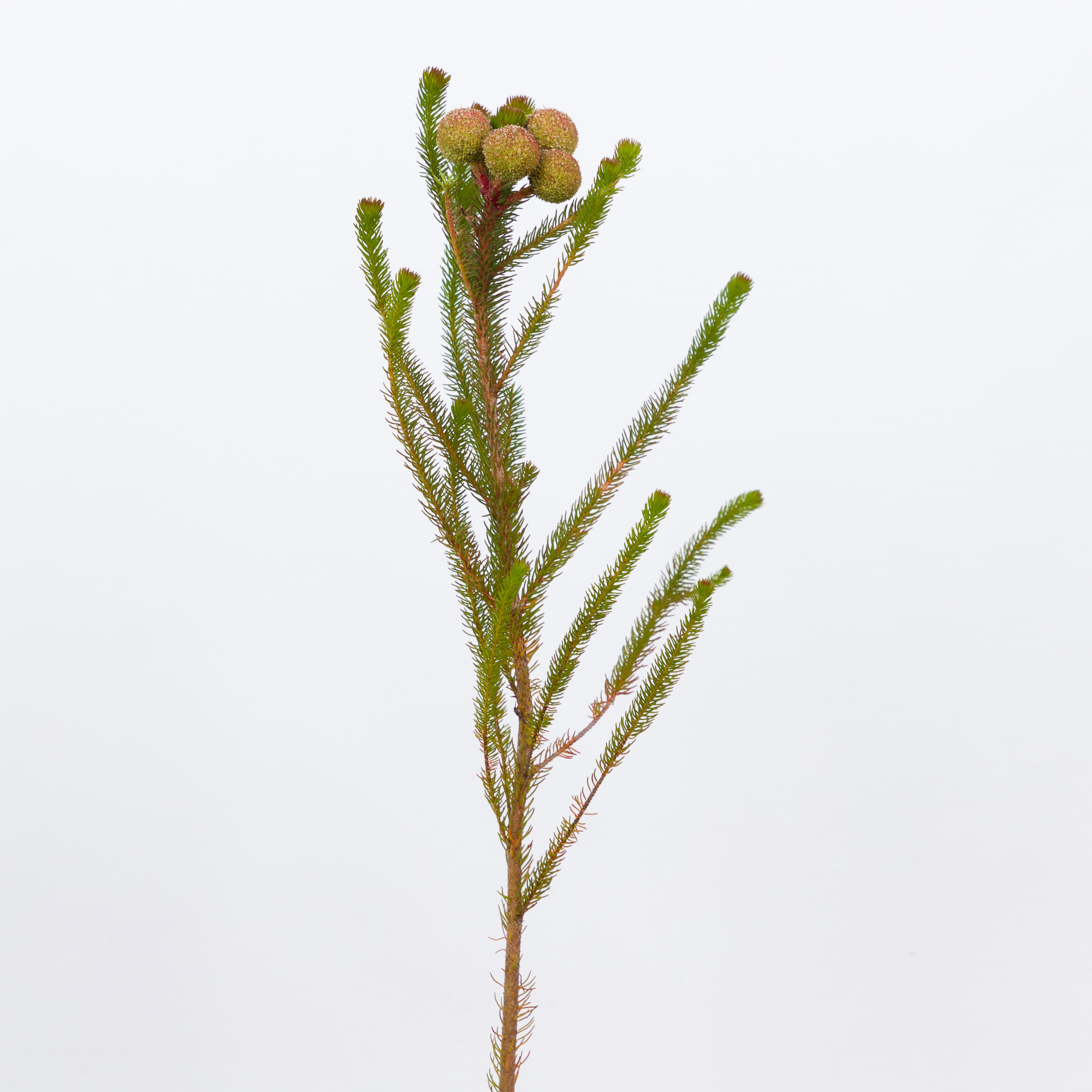 10x Pg berzelia galpinii baubles 40cm
