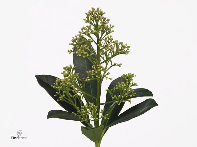 5x Skimmia snow white 40cm