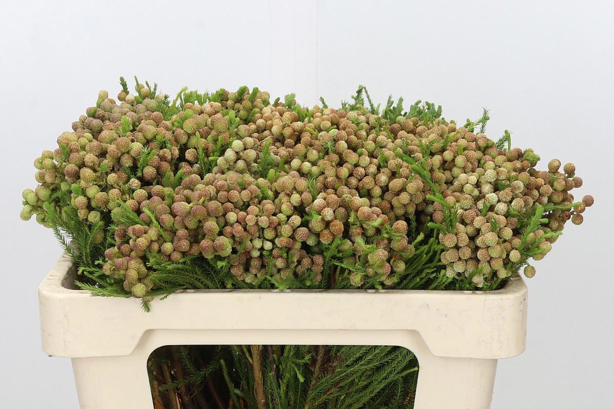 10x Pg berzelia lanuginosa 50cm