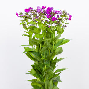 10x Phlox crissy 60cm