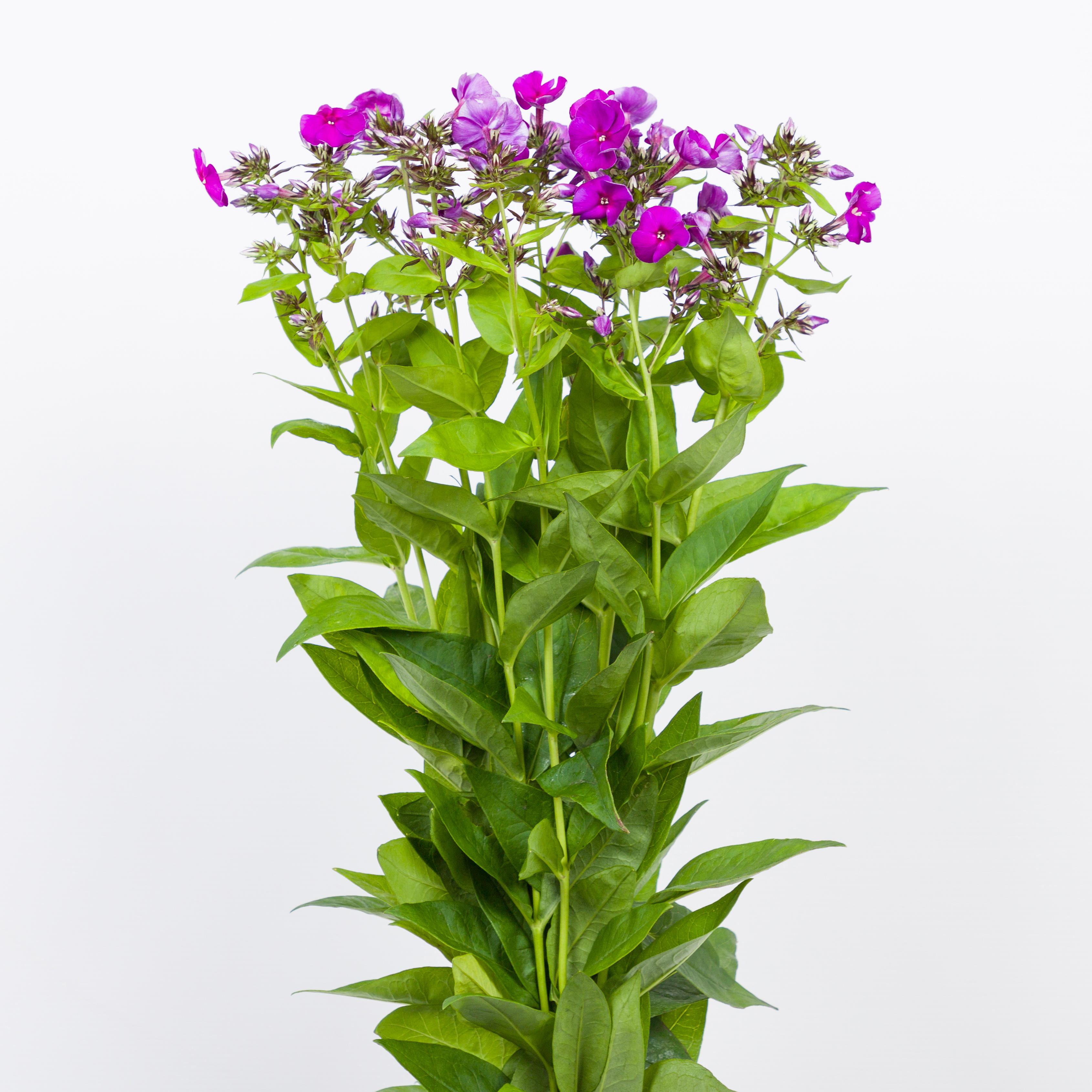 10x Phlox crissy 60cm