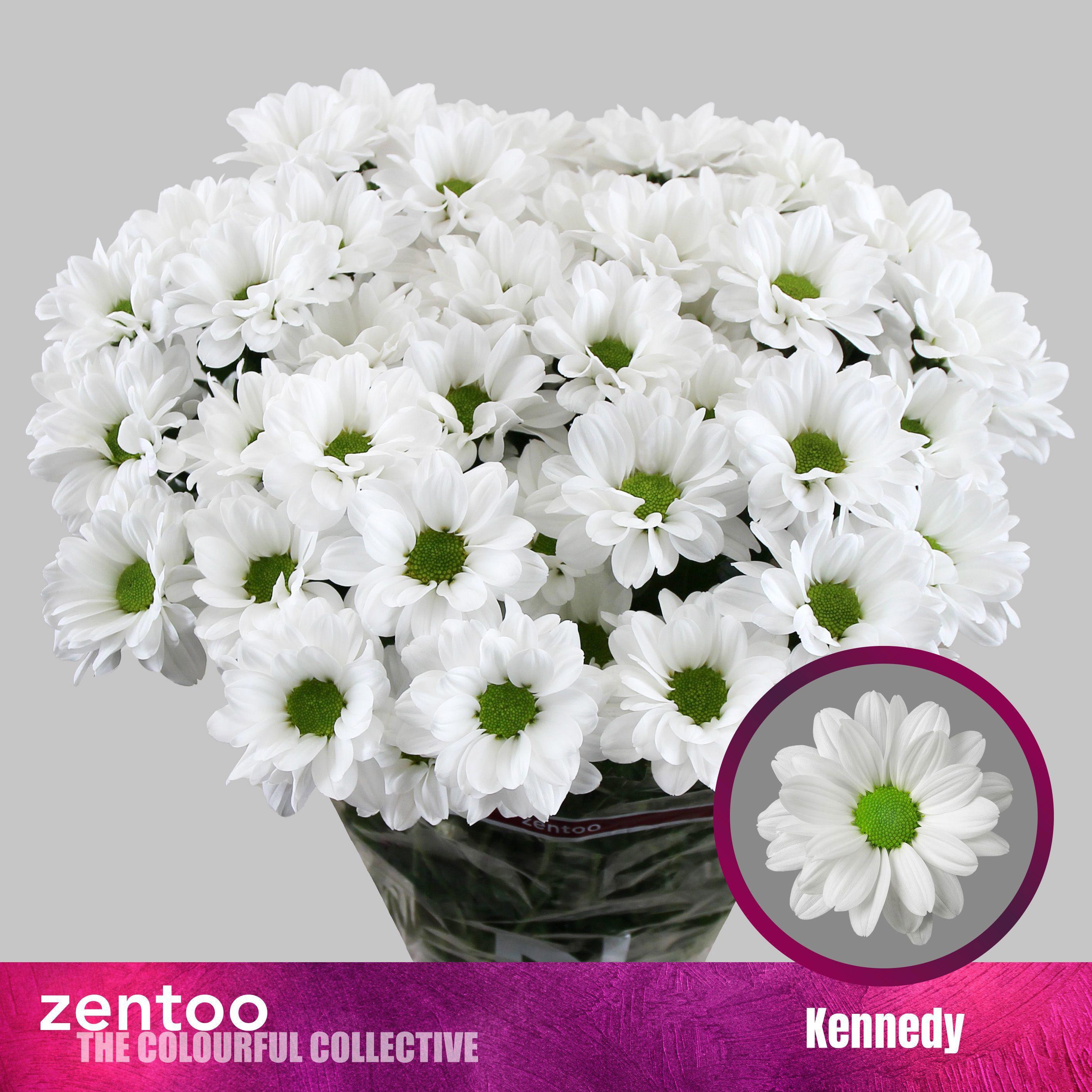 10x Chrysant kennedy 70cm