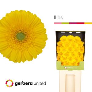 25x Germ.ilios 70cm