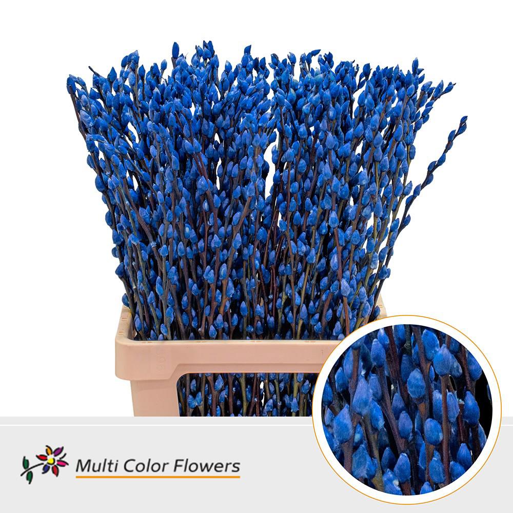 50x Tk salix katjes blauw 70cm