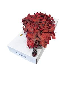 5x Dc fagus rood gestabiliseerd 70cm