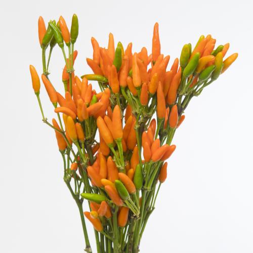 1x Sf capsicum orange fire 50cm