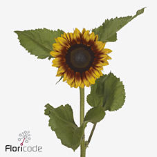 30x Helianth.solano flame 80cm
