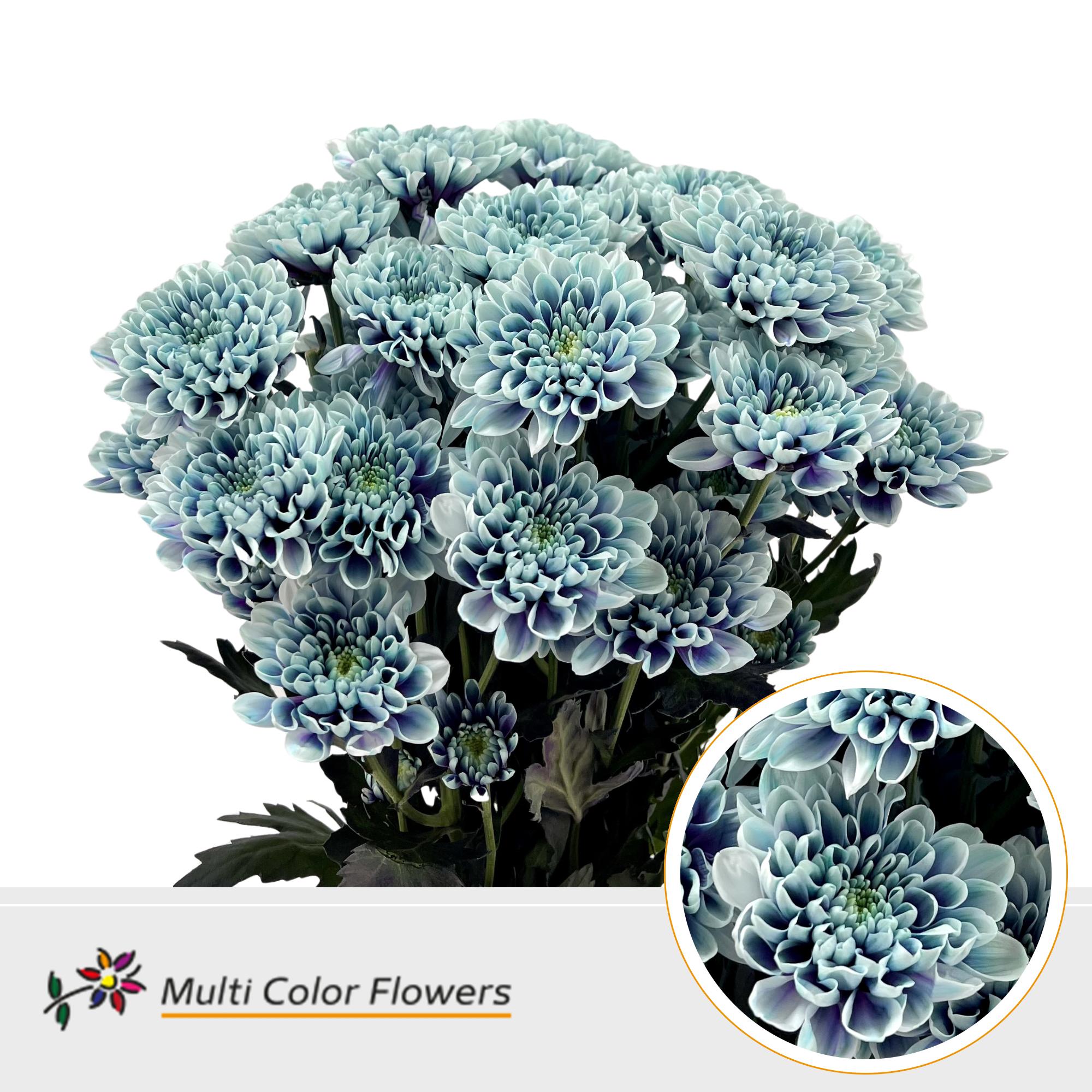 10x Chrysant overig 60cm