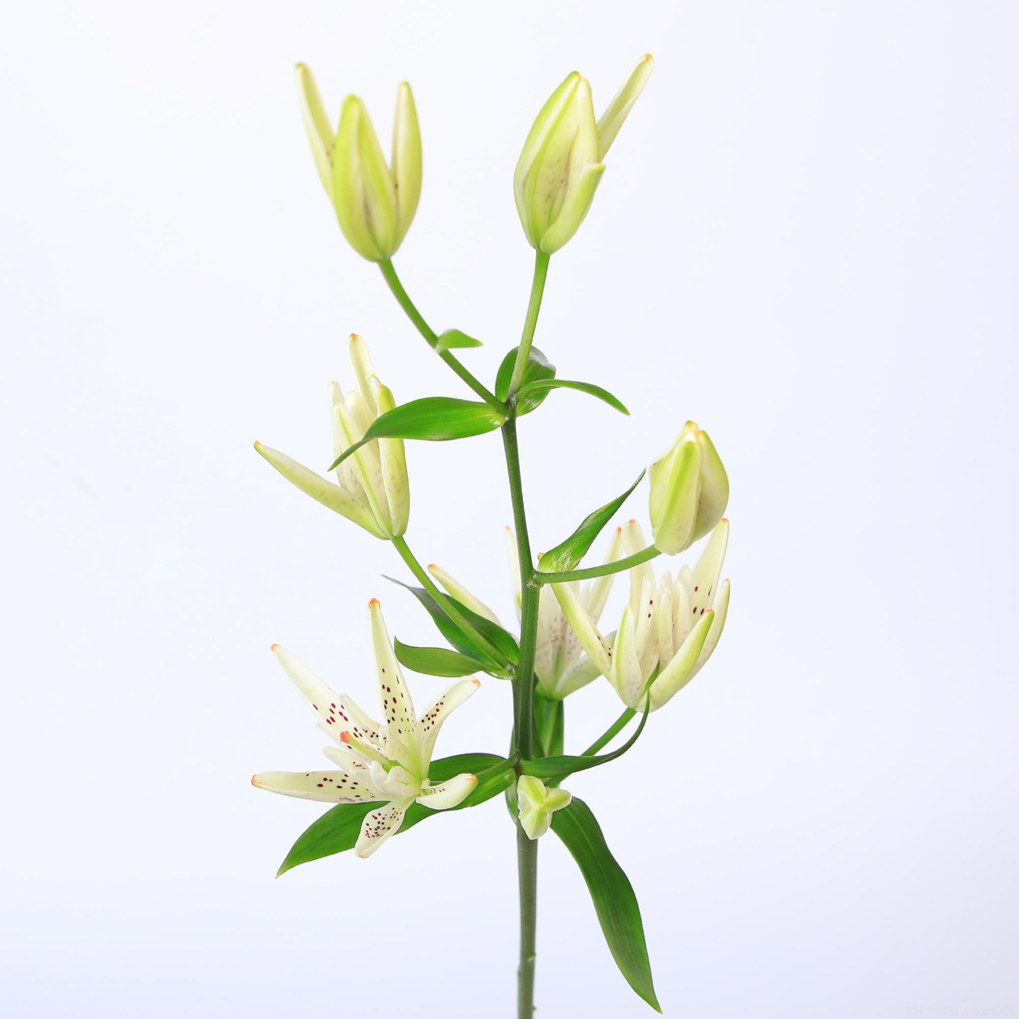 10x Lil.must see white az 70cm