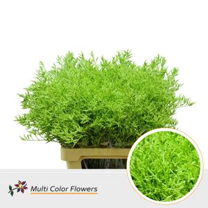 25x Lim. groen 70cm