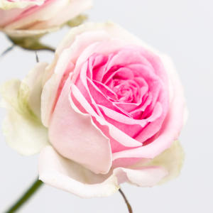 10x Rosa mimi eden 40cm