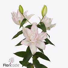 10x Lil.roselily anouska 80cm