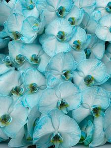 10x Phal. ice blue 80cm