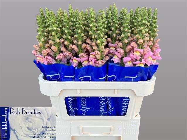 10x Antir.antibes pink 70cm