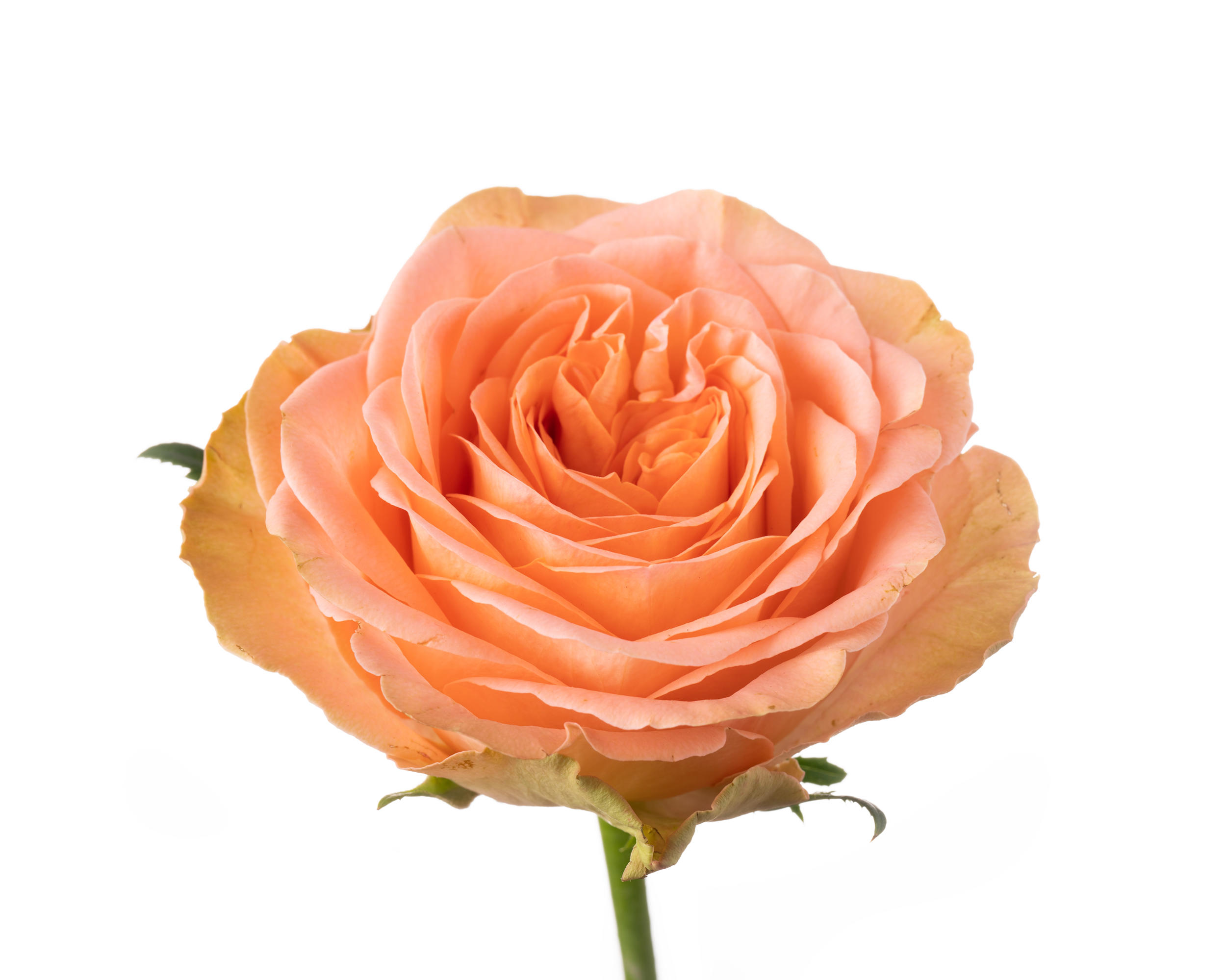 10x Rosa country spirit home 50cm