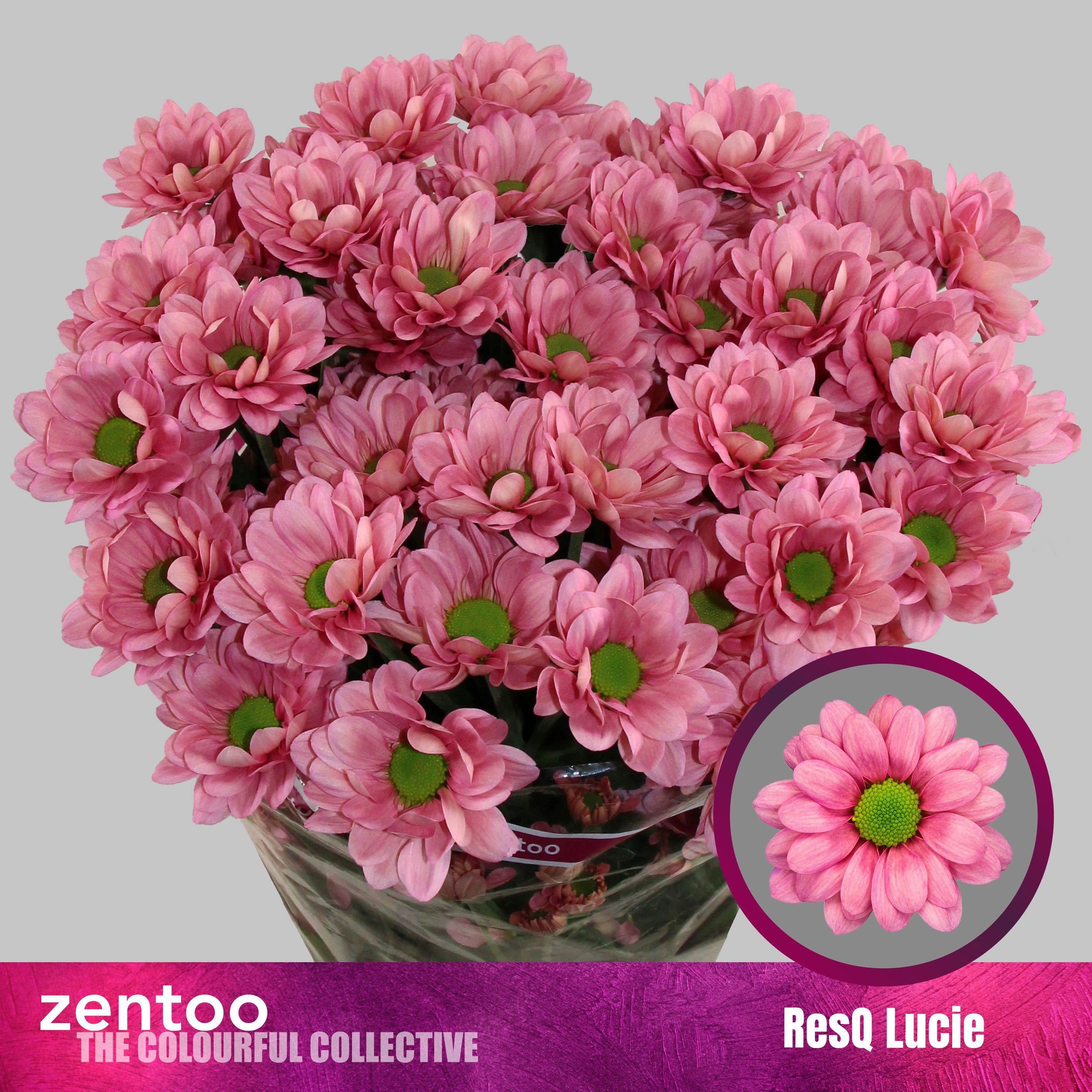 10x Chrysant resq lucie 70cm