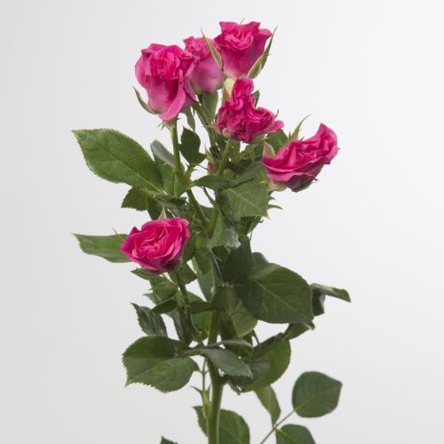 10x Rosa lianne 40cm