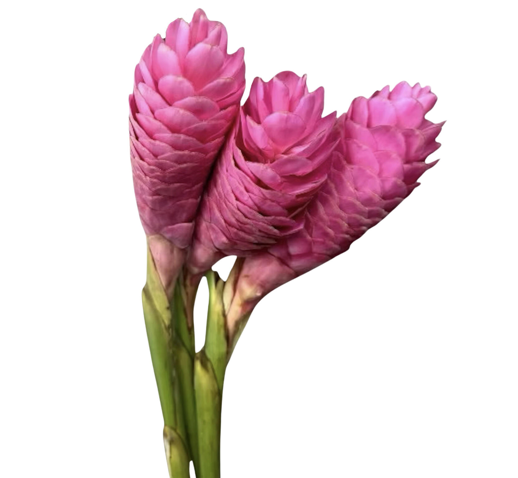 4x Alpinia nicole 80cm