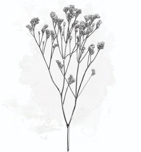 25x Lim. - wit 60cm