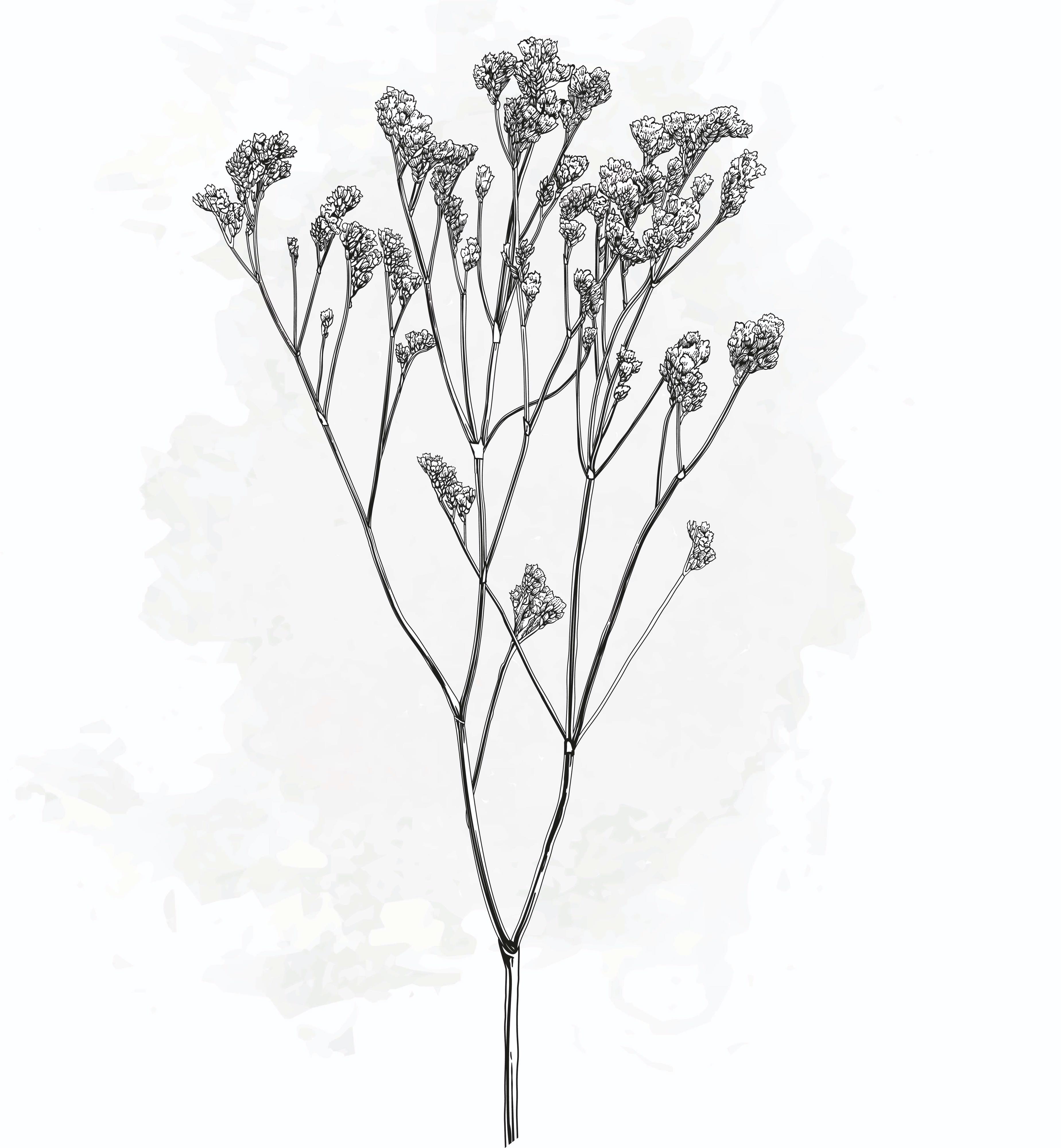25x Lim. - wit 60cm