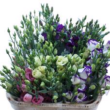 60x Eust.mix var. en 60cm
