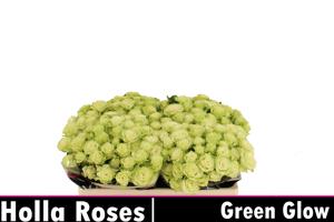 10x Rosa green glow 50cm