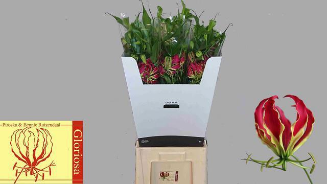 10x Gloriosa rothschildiana 80cm