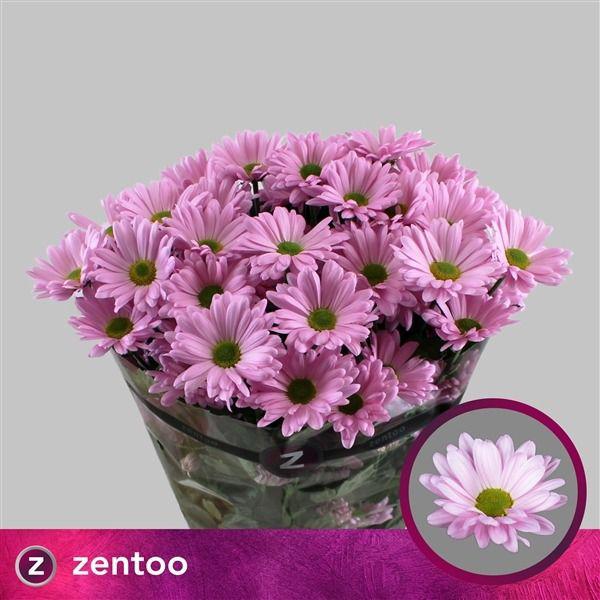 10x Chrysant katinka 70cm