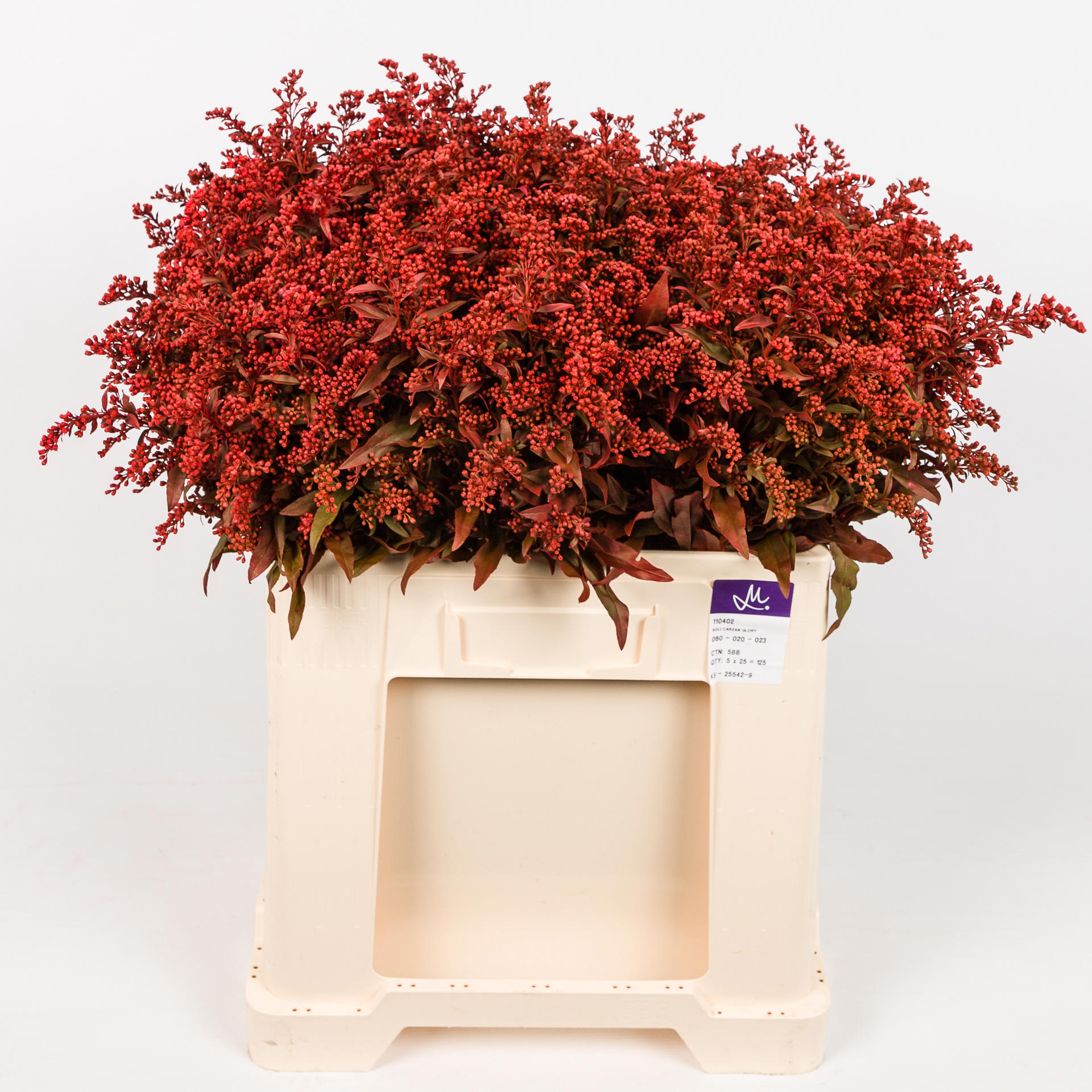 25x Solid.(v) rood 80cm