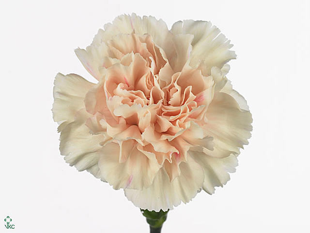 20x Dian.st. - zalm 70cm