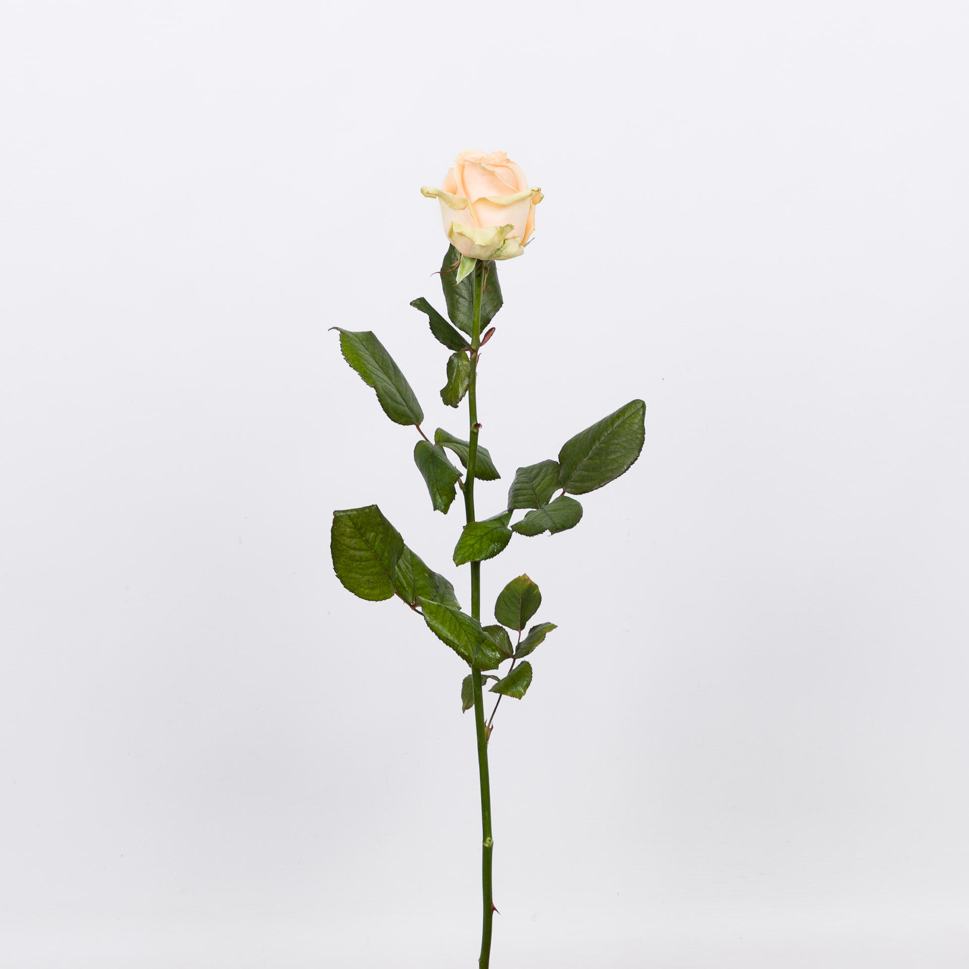 10x Rosa avalanche peach+ 40cm