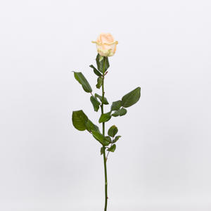 10x Rosa avalanche peach+ 60cm
