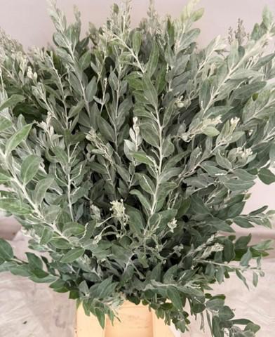 5x Acacia denisbode 60cm