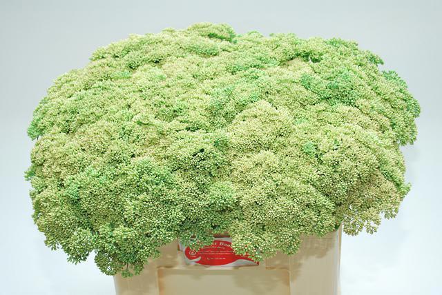25x Sedum spectabile groen 50cm