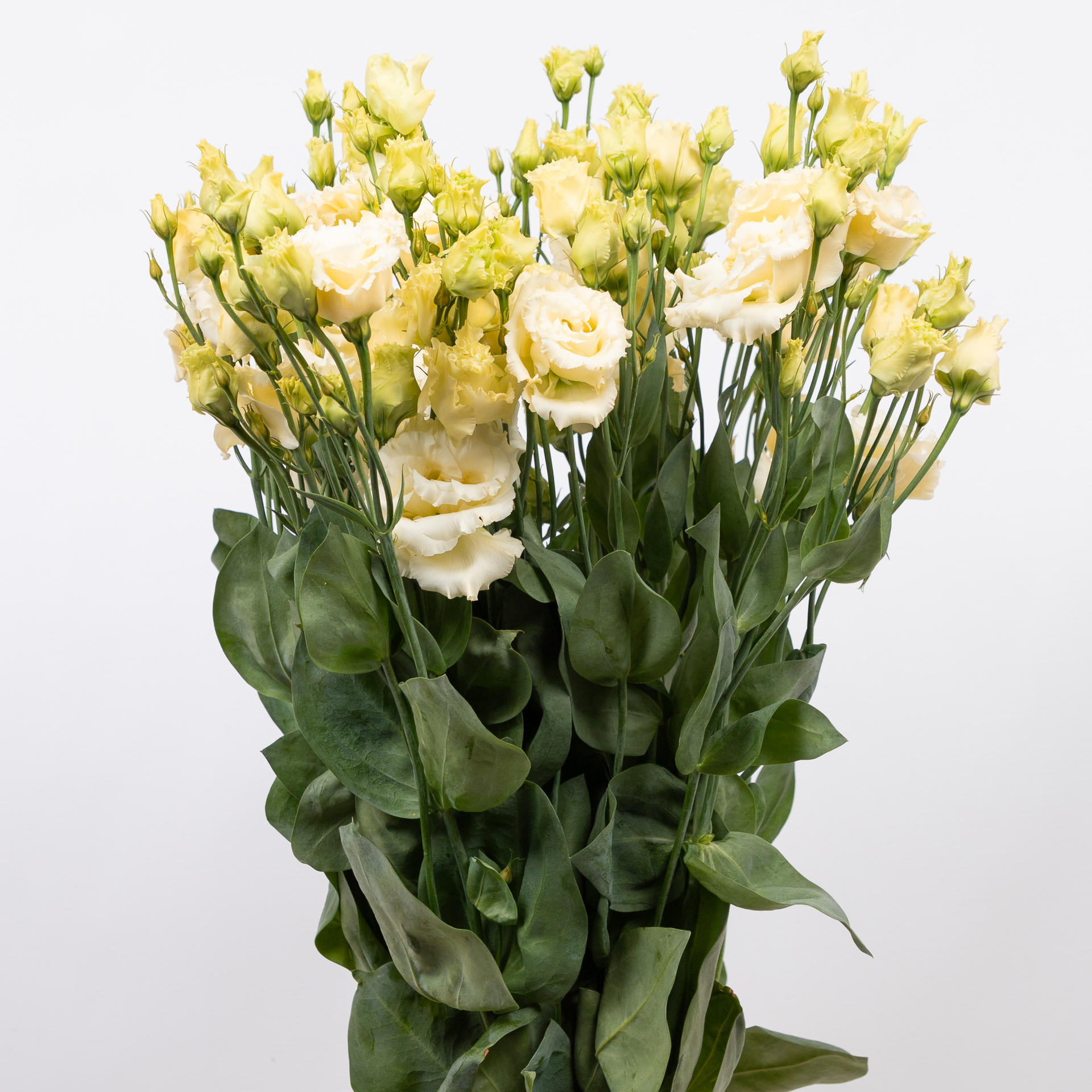 10x Eust.alissa yellow du 70cm