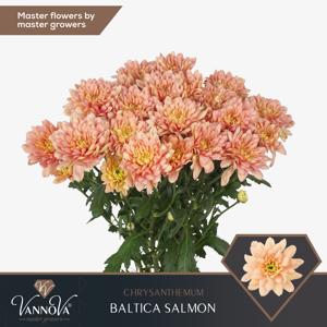 10x Chrysant baltica salmon 70cm