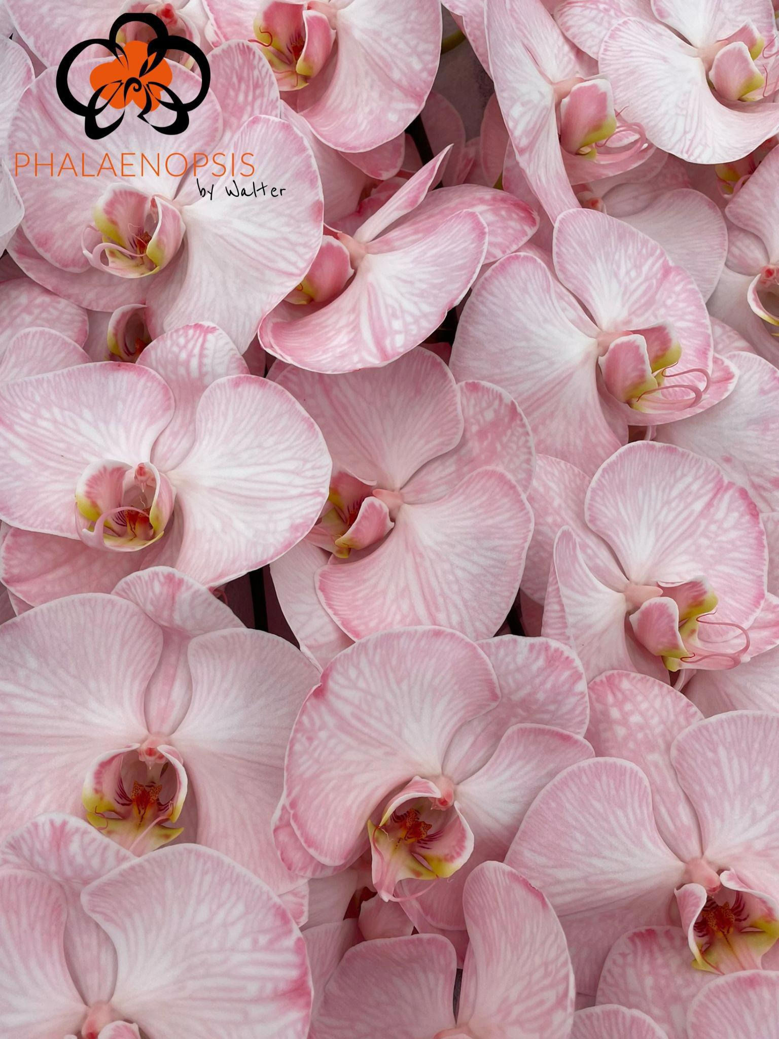 10x Phal. candy tak 80cm